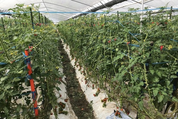 2018/03/30 八代トマト圃場