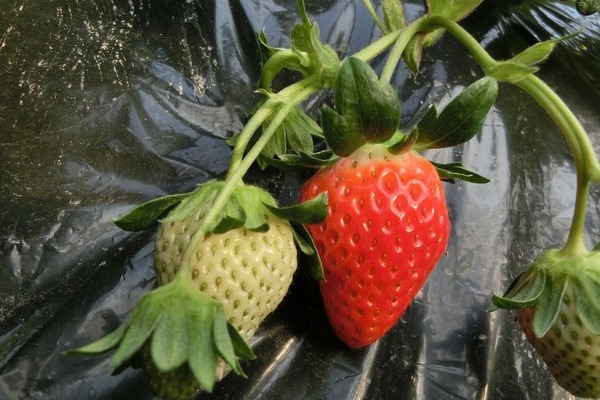 2016/03/05 大楠農産