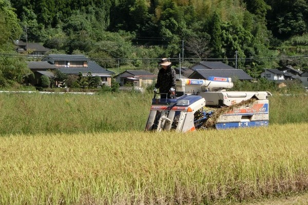 2016/10/10~11 大楠米稲刈り