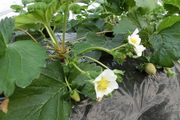 2016/11/30 いちごハウス