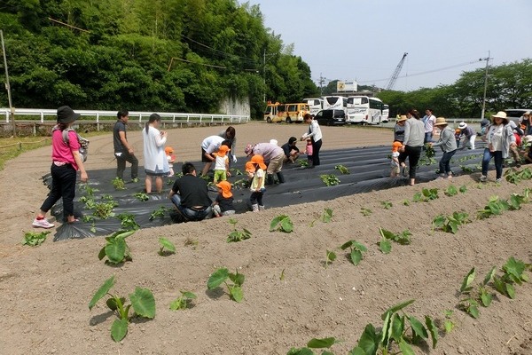 2017/06/10 未来児の芋植え
