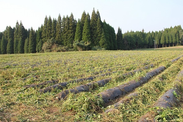 2011/11/28 芋ほり員in溝辺