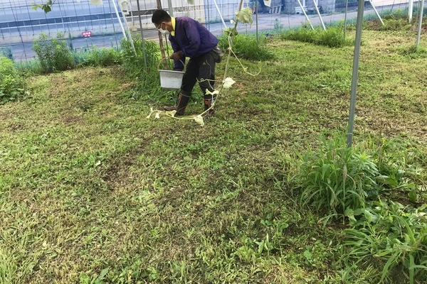 2019/07/12 川越市Ｋさんブドウ圃場に土壌改良
