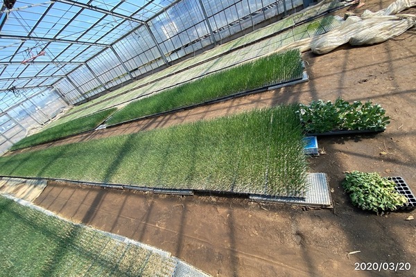 2020/03/20 茨城県坂東市ネギ苗にＴＫＨ散布