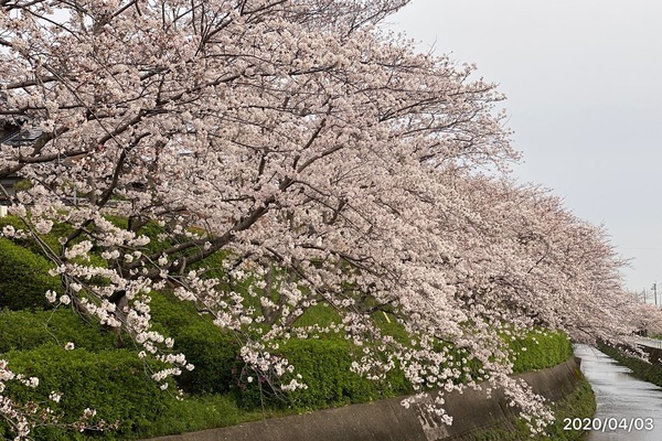 2020/04/03 仁風庵の桜