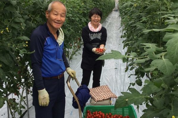 2019/10/21 深谷市Ｏさん農園にてトマト収穫体験
