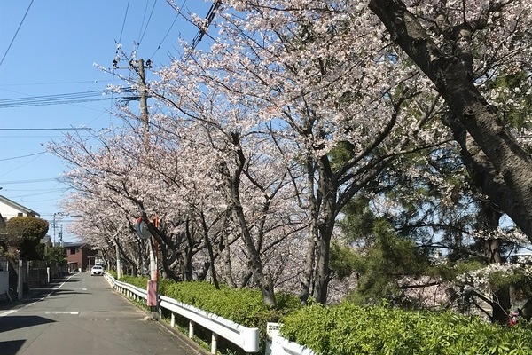 2019/04/01 仁風庵の桜
