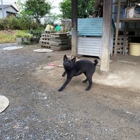 2020/09/12 深谷市O農場トマト定植のサムネイル