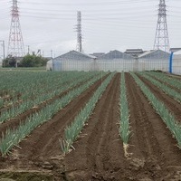 2020/09/12 深谷市O農場トマト定植のサムネイル