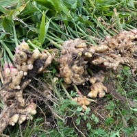 2020/11/07 東京から収穫体験のサムネイル