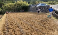 耕作放棄地再生　SEASON-１