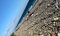 耕作放棄地再生　SEASON-２